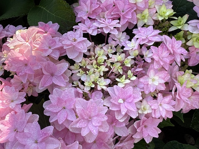 2025大安森林公園繡球花展🌸｜2025台北杜鵑花季，活動日