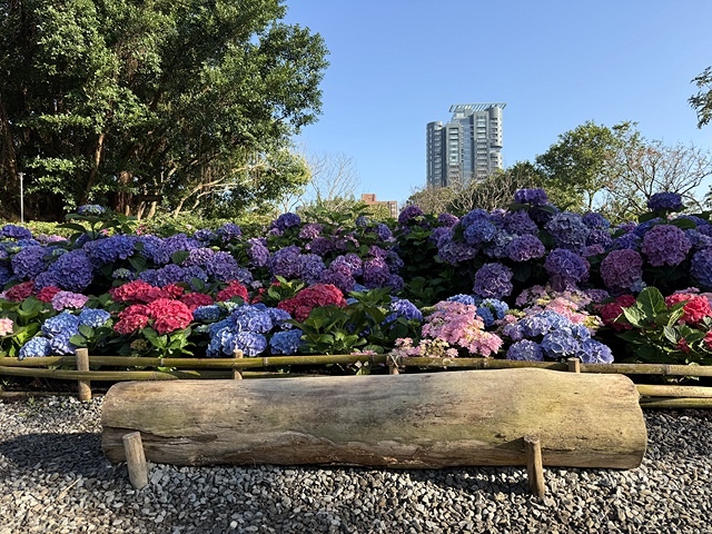 2025大安森林公園繡球花展🌸｜2025台北杜鵑花季，活動日