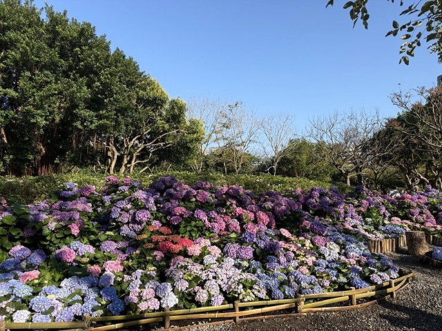 2025大安森林公園繡球花展🌸｜2025台北杜鵑花季，活動日