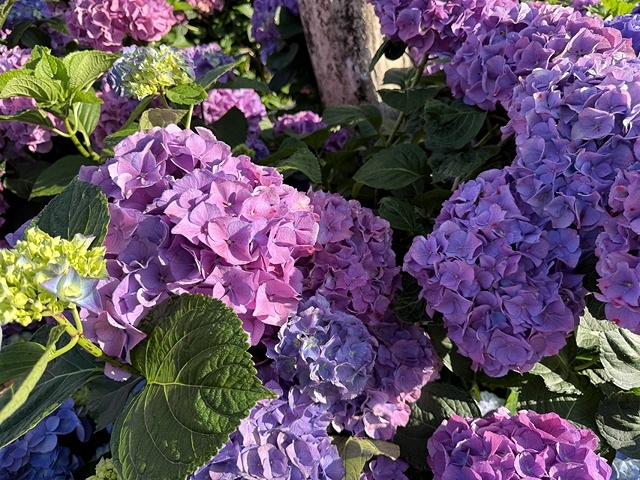 2025大安森林公園繡球花展🌸｜2025台北杜鵑花季，活動日