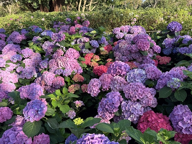 2025大安森林公園繡球花展🌸｜2025台北杜鵑花季，活動日