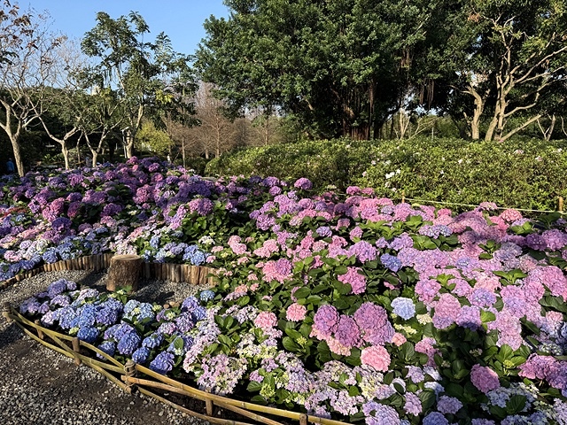 2025大安森林公園繡球花展🌸｜2025台北杜鵑花季，活動日