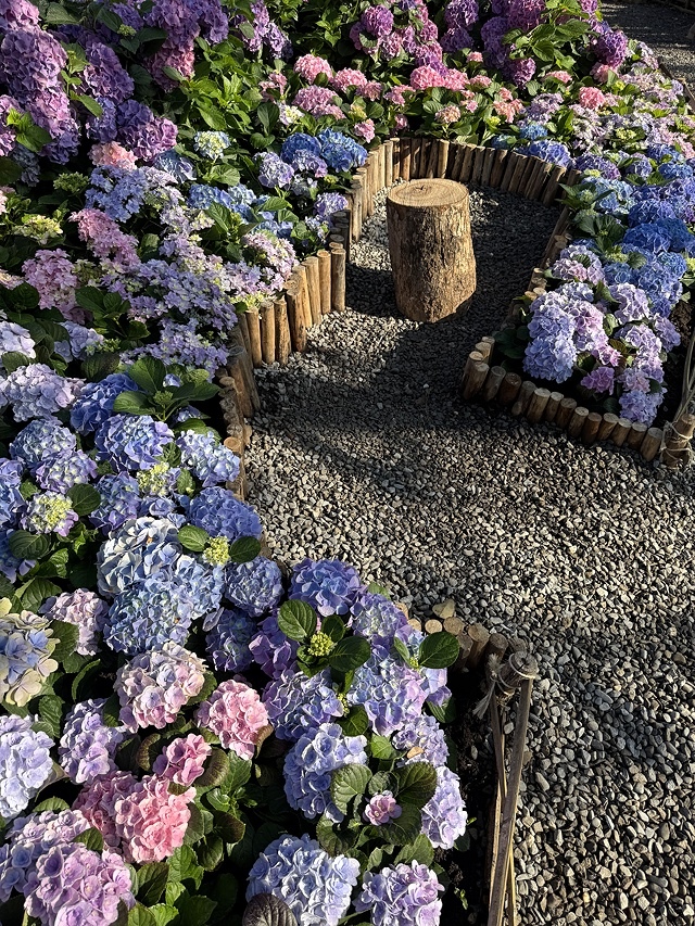 2025大安森林公園繡球花展🌸｜2025台北杜鵑花季，活動日