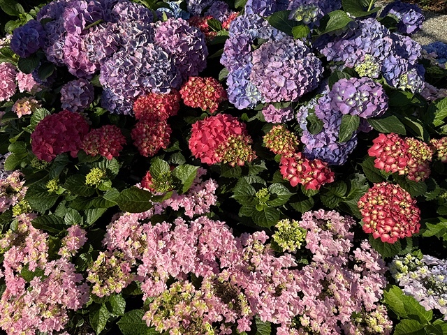 2025大安森林公園繡球花展🌸｜2025台北杜鵑花季，活動日