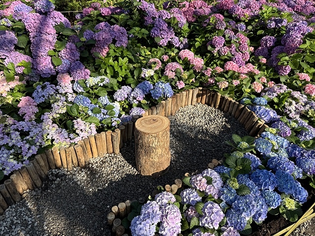 2025大安森林公園繡球花展🌸｜2025台北杜鵑花季，活動日