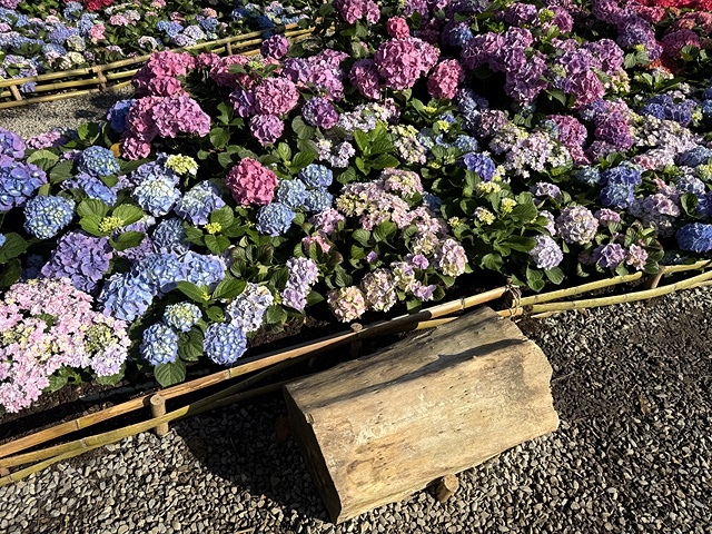 2025大安森林公園繡球花展🌸｜2025台北杜鵑花季，活動日