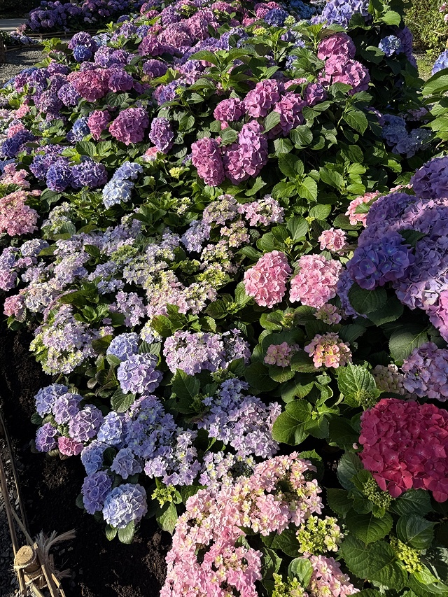 2025大安森林公園繡球花展🌸｜2025台北杜鵑花季，活動日