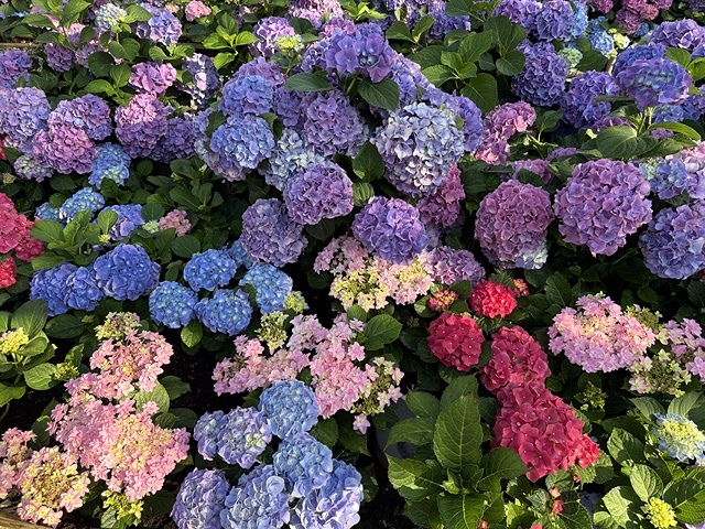 2025大安森林公園繡球花展🌸｜2025台北杜鵑花季，活動日