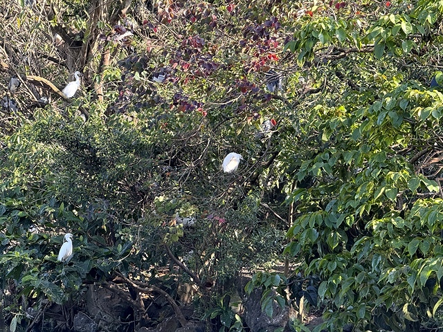 2025大安森林公園繡球花展🌸｜2025台北杜鵑花季，活動日