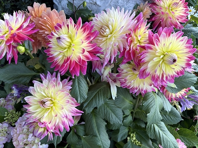 2025大安森林公園繡球花展🌸｜2025台北杜鵑花季，活動日