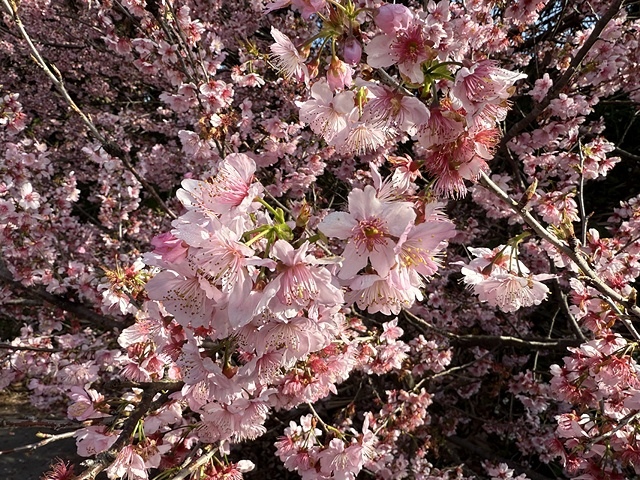 2025竹林山觀音寺櫻花開，山櫻、吉野櫻3/1即時現況🌸｜同