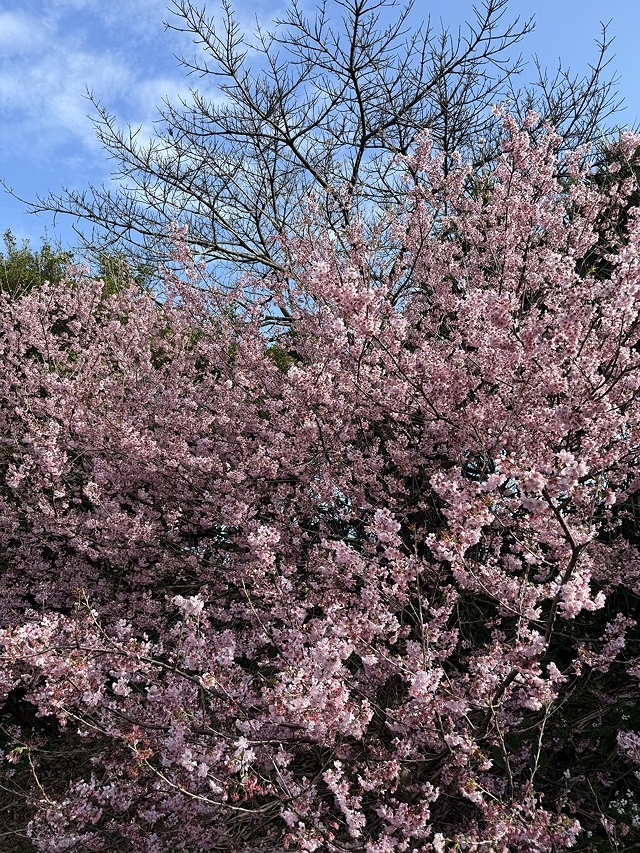 2025竹林山觀音寺櫻花開，山櫻、吉野櫻3/1即時現況🌸｜同