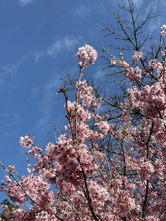 2025竹林山觀音寺櫻花開，山櫻、吉野櫻3/1即時現況🌸｜同