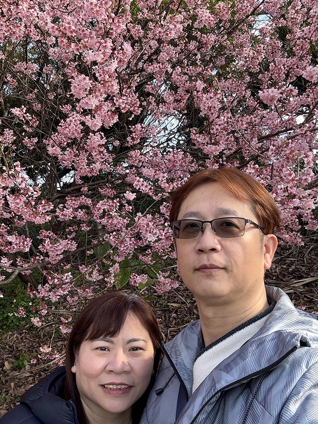 2025竹林山觀音寺櫻花開，山櫻、吉野櫻3/1即時現況🌸｜同