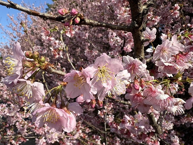 2025竹林山觀音寺櫻花開，山櫻、吉野櫻3/1即時現況🌸｜同