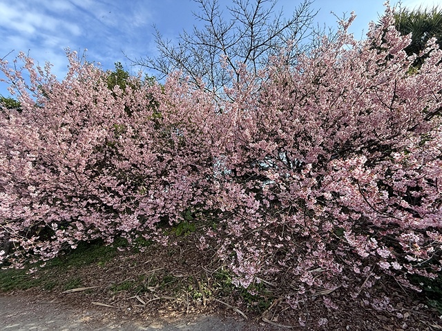 2025竹林山觀音寺櫻花開，山櫻、吉野櫻3/1即時現況🌸｜同