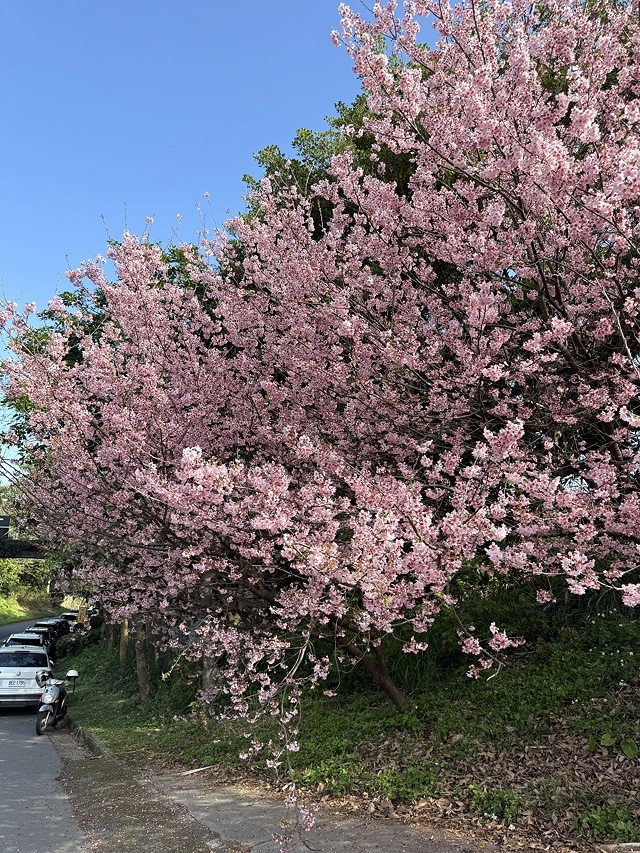 2025竹林山觀音寺櫻花開，山櫻、吉野櫻3/1即時現況🌸｜同