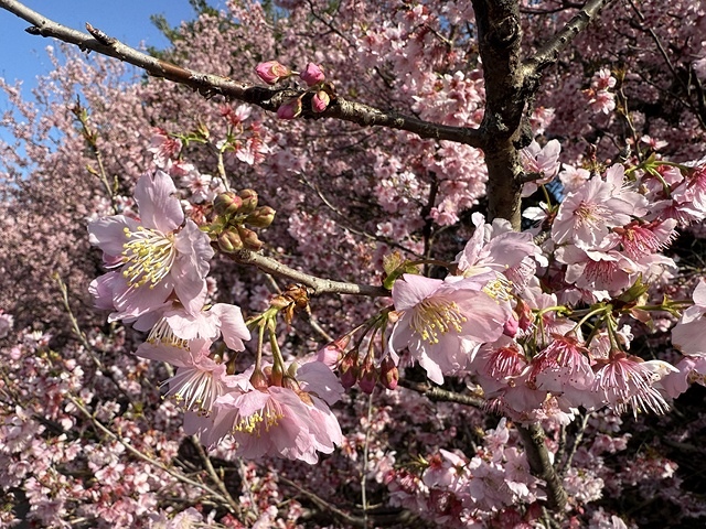2025竹林山觀音寺櫻花開，山櫻、吉野櫻3/1即時現況🌸｜同