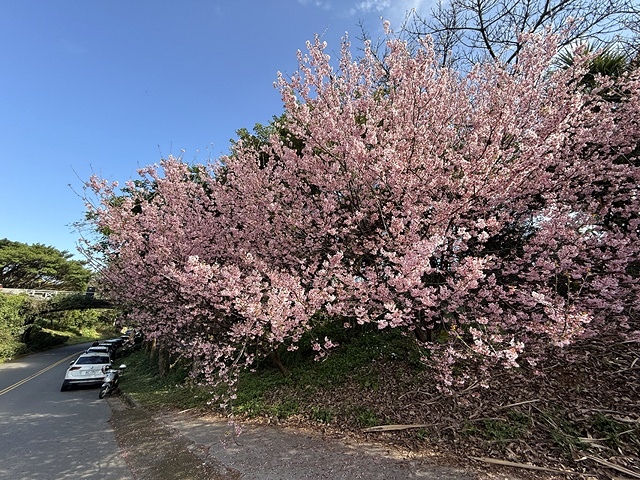 2025竹林山觀音寺櫻花開，山櫻、吉野櫻3/1即時現況🌸｜同