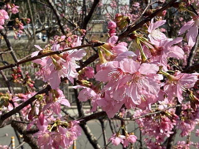 2025竹林山觀音寺櫻花開，山櫻、吉野櫻3/1即時現況🌸｜同