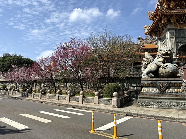 2025竹林山觀音寺櫻花開,山櫻、吉野櫻3/1即時現況🌸|同 2025竹林山觀音寺櫻花開,山櫻、吉野櫻3/1即時現況🌸|同