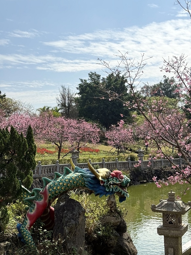 2025竹林山觀音寺櫻花開,山櫻、吉野櫻3/1即時現況🌸|同 2025竹林山觀音寺櫻花開,山櫻、吉野櫻3/1即時現況🌸|同