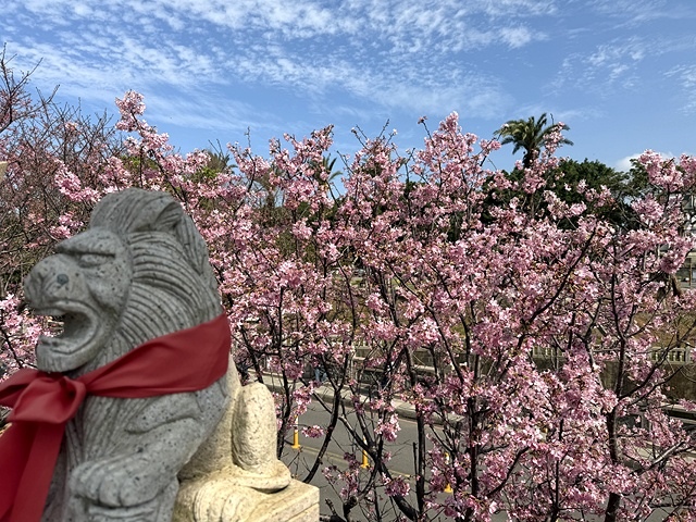 2025竹林山觀音寺櫻花開，山櫻、吉野櫻3/1即時現況🌸｜同