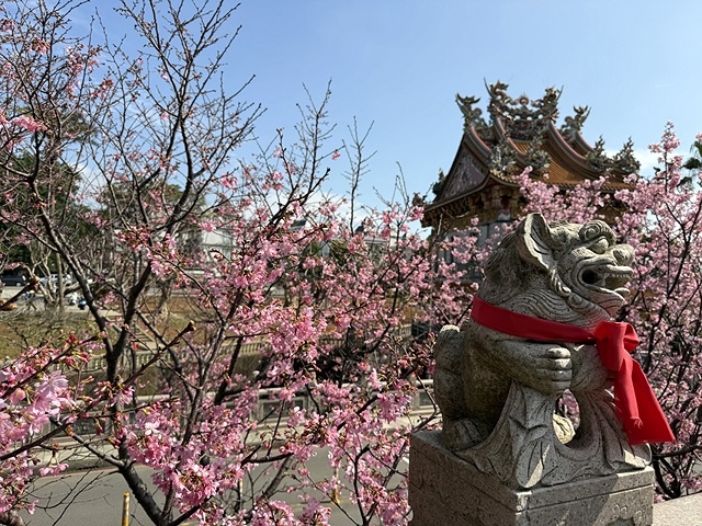 2025竹林山觀音寺櫻花開，山櫻、吉野櫻3/1即時現況🌸｜同
