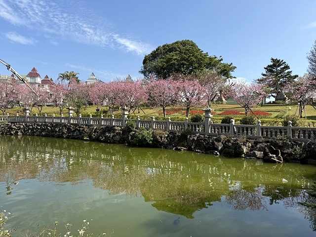 2025竹林山觀音寺櫻花開,山櫻、吉野櫻3/1即時現況🌸|同 2025竹林山觀音寺櫻花開,山櫻、吉野櫻3/1即時現況🌸|同
