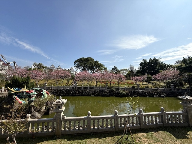 2025竹林山觀音寺櫻花開,山櫻、吉野櫻3/1即時現況🌸|同 2025竹林山觀音寺櫻花開,山櫻、吉野櫻3/1即時現況🌸|同