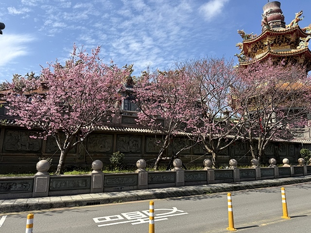 2025竹林山觀音寺櫻花開,山櫻、吉野櫻3/1即時現況🌸|同 2025竹林山觀音寺櫻花開,山櫻、吉野櫻3/1即時現況🌸|同