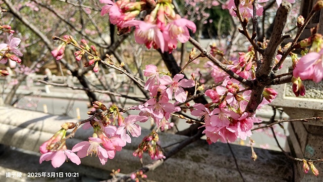2025竹林山觀音寺櫻花開，山櫻、吉野櫻3/1即時現況🌸｜同