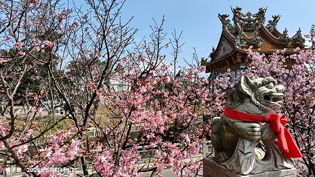 2025竹林山觀音寺櫻花開，山櫻、吉野櫻3/1即時現況🌸｜同