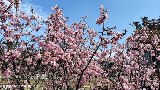 2025竹林山觀音寺櫻花開，山櫻、吉野櫻3/1即時現況🌸｜同