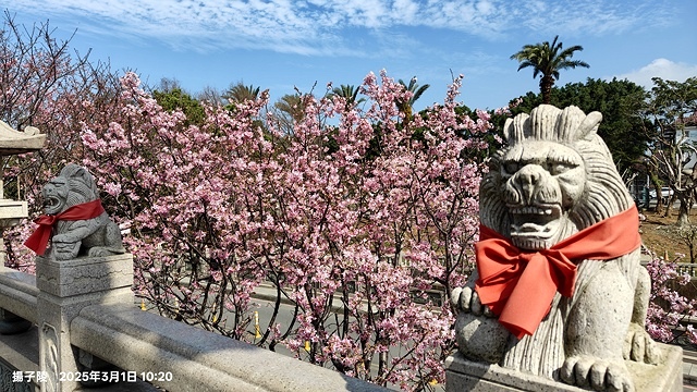 2025竹林山觀音寺櫻花開，山櫻、吉野櫻3/1即時現況🌸｜同