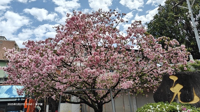 2025淡水天元宮櫻花3/27即時現況🌸， 2025北投子溪