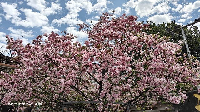 2025淡水天元宮櫻花3/27即時現況🌸， 2025北投子溪