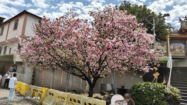 2025淡水天元宮櫻花3/27即時現況🌸， 2025北投子溪