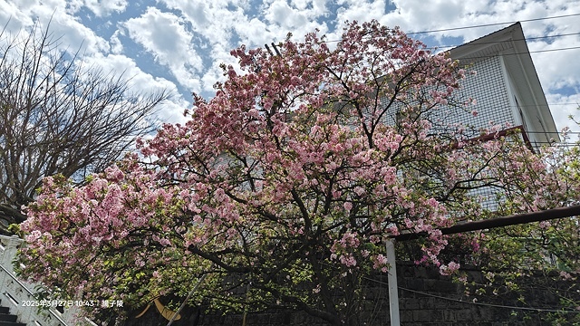 2025淡水天元宮櫻花3/27即時現況🌸， 2025北投子溪