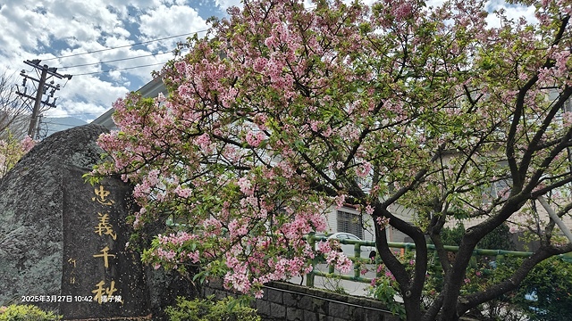 2025淡水天元宮櫻花3/27即時現況🌸， 2025北投子溪