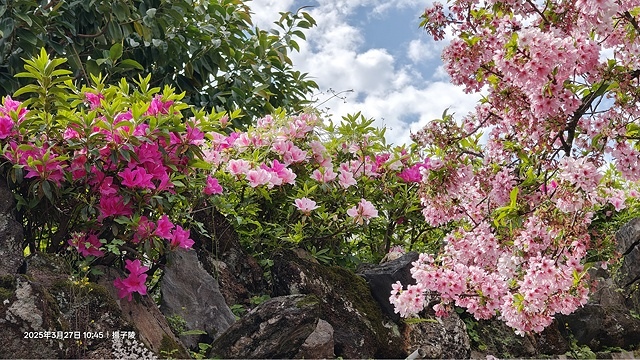2025淡水天元宮櫻花3/27即時現況🌸， 2025北投子溪
