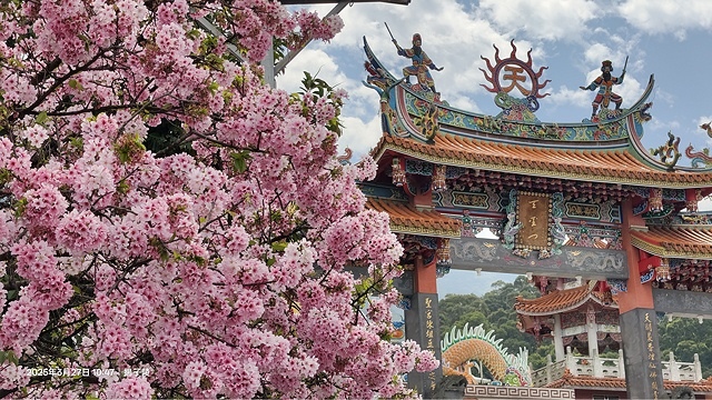 2025淡水天元宮櫻花3/27即時現況🌸， 2025北投子溪