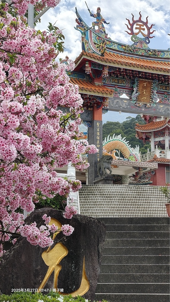 2025淡水天元宮櫻花3/27即時現況🌸， 2025北投子溪