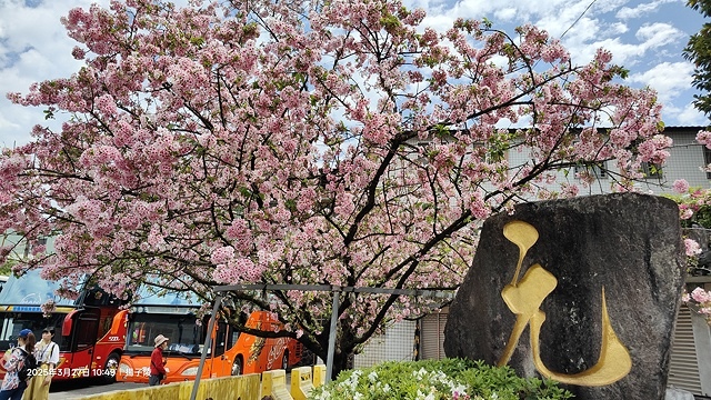 2025淡水天元宮櫻花3/27即時現況🌸， 2025北投子溪