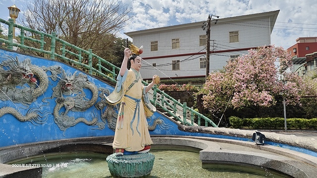 2025淡水天元宮櫻花3/27即時現況🌸， 2025北投子溪