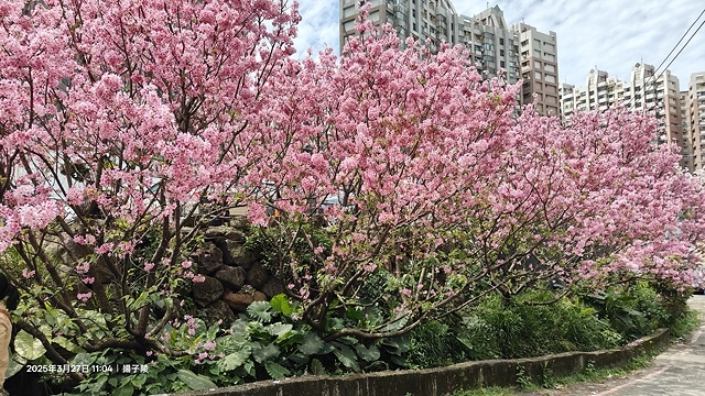 2025淡水天元宮櫻花3/27即時現況🌸， 2025北投子溪