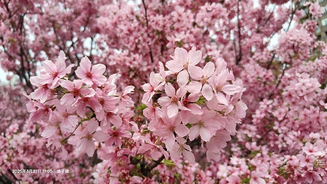 2025淡水天元宮櫻花3/27即時現況🌸， 2025北投子溪