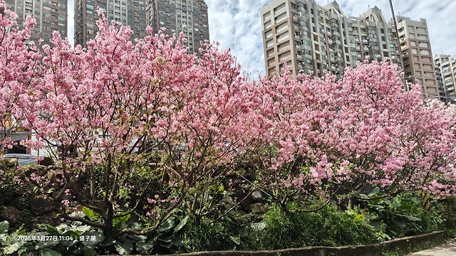 2025淡水天元宮櫻花3/27即時現況🌸， 2025北投子溪