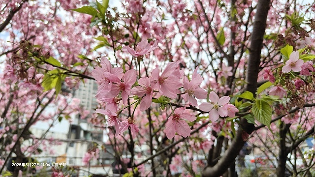 2025淡水天元宮櫻花3/27即時現況🌸， 2025北投子溪