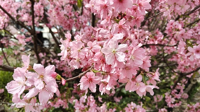 2025淡水天元宮櫻花3/27即時現況🌸， 2025北投子溪